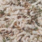 Delicate Color - Indian Corn